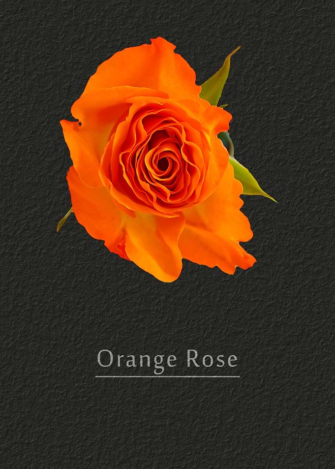 Orange rose