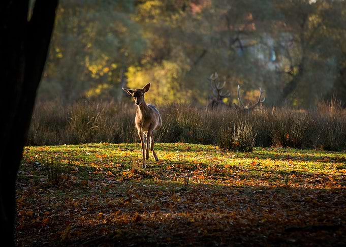 Curious Little Deer