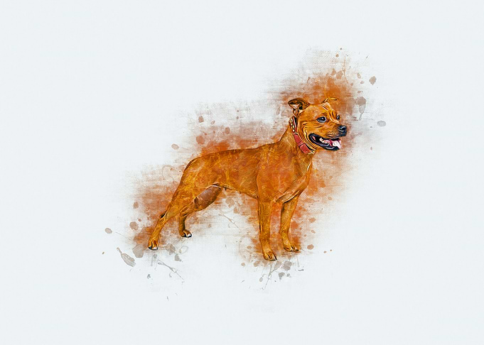Staffordshire Bull Terrier