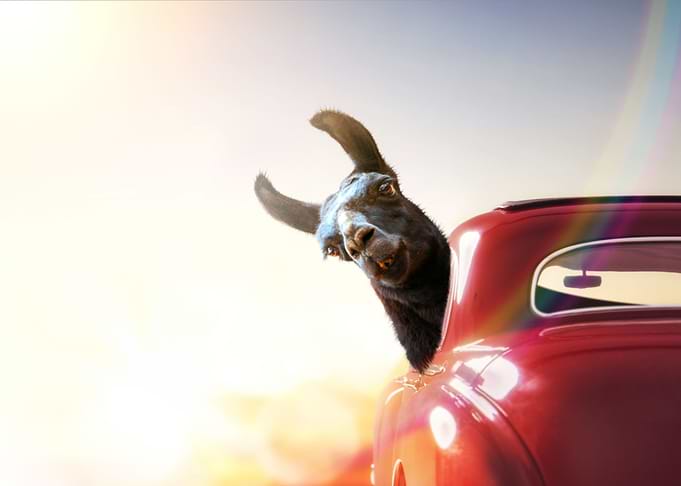 Happy llama