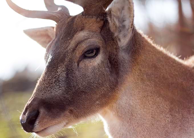 Sharp Eye