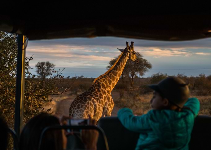 Long necked animal