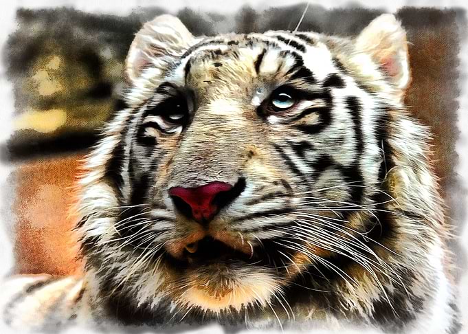 White Tiger