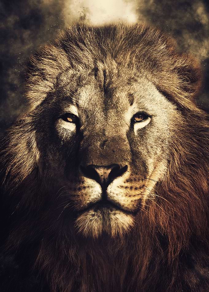 Lion 2