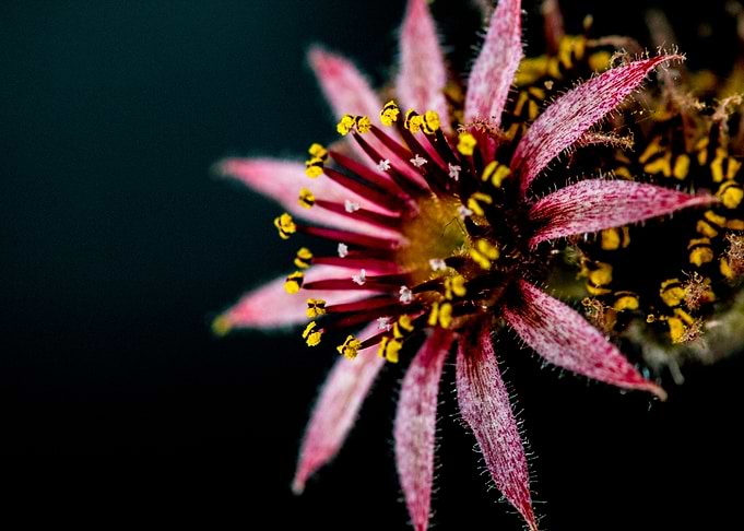 Cactus Flower