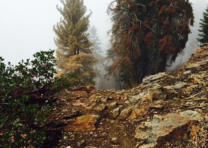 Sequoia National Park Fall