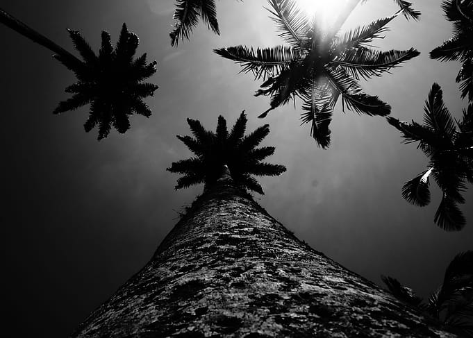Palm trees