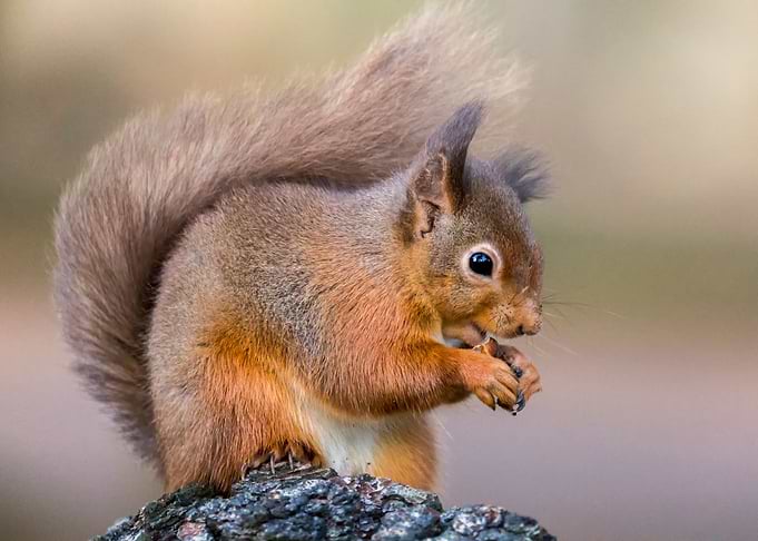 Cyril the squirrel