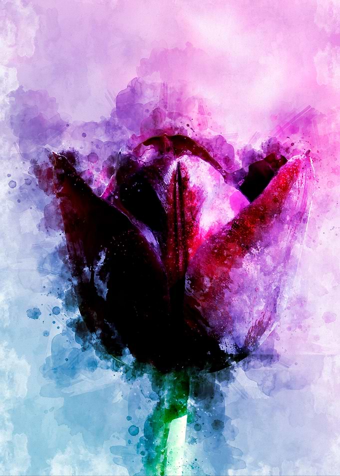 Tulip