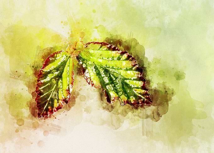 Leaves