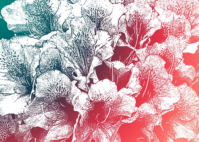 Summer flowers