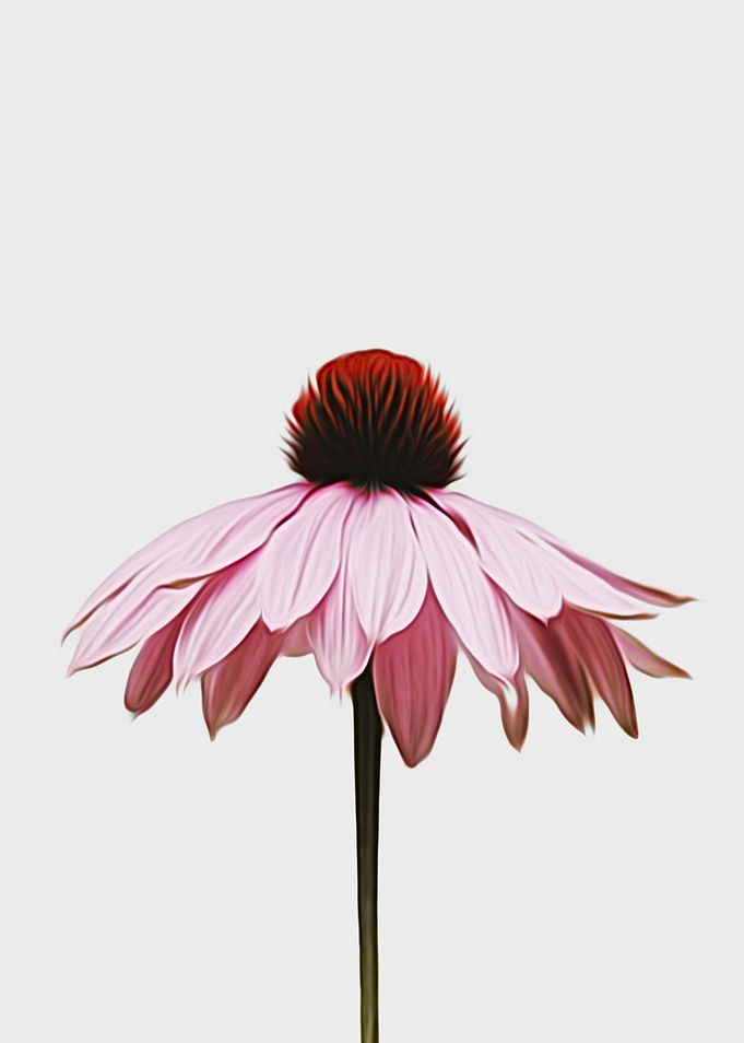 Single Pink Flower