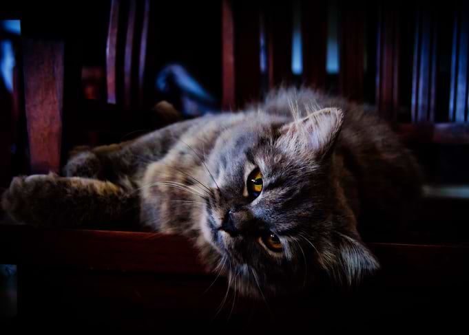 Cat lying down on chair