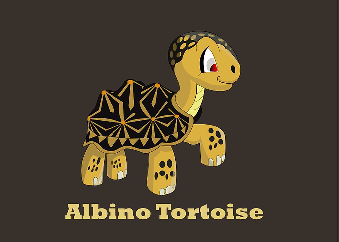 Albino Tortoise