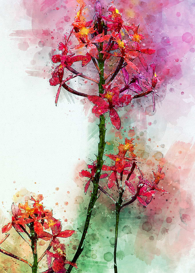 Epidendrum II