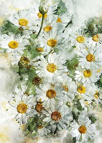 Daisies