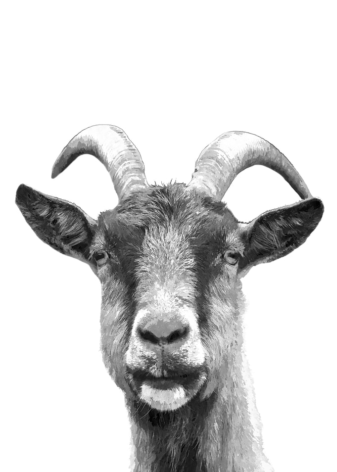 Black and White Goat