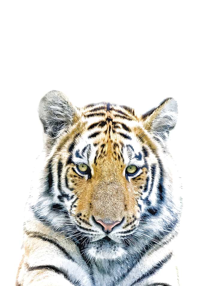 Tiger Portrait