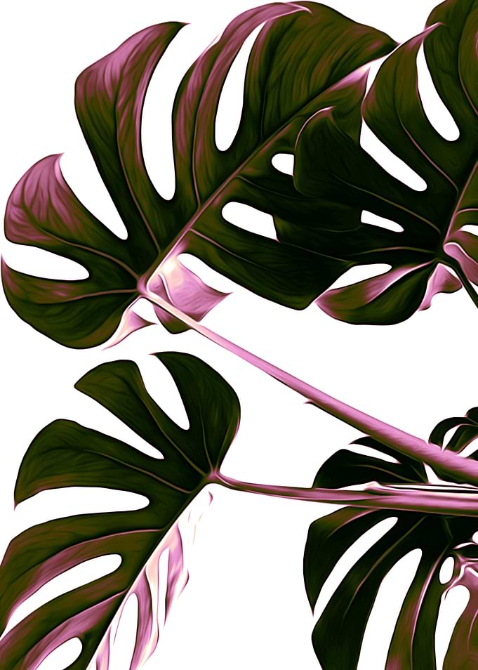 Monstera Illustration