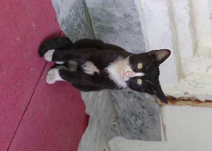 Innocent Cat