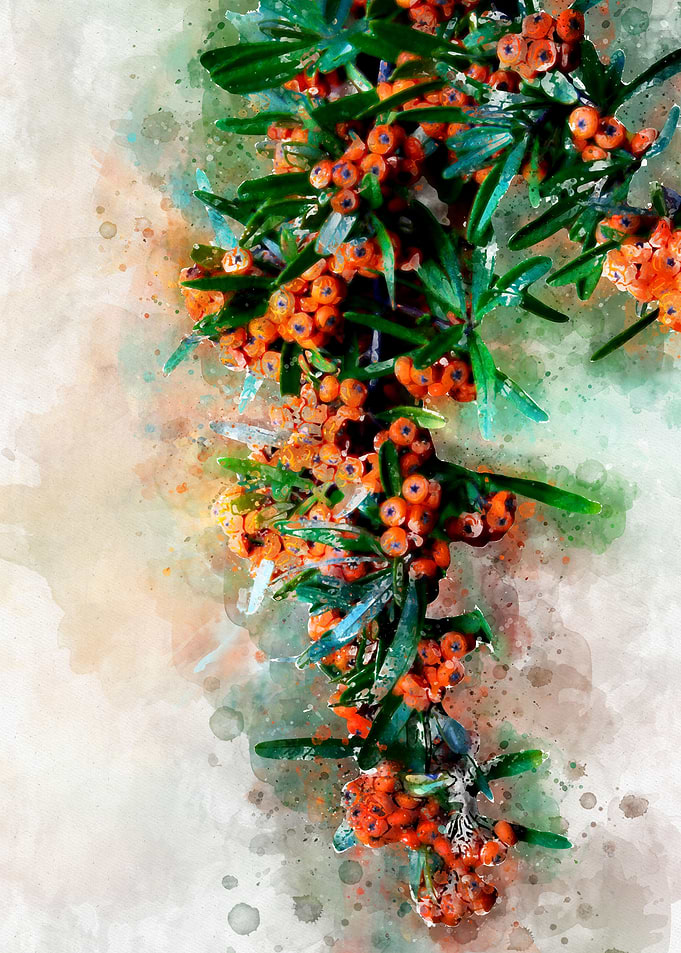 Pyracantha