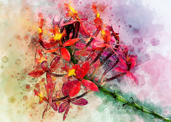 Epidendrum