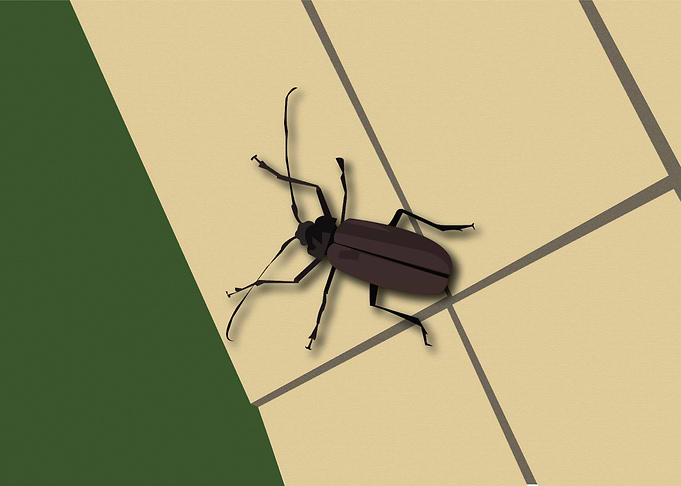 Found Insect