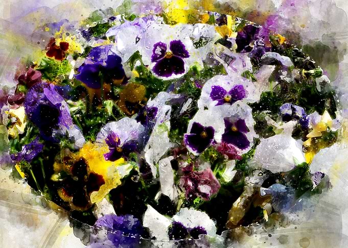 Viola tricolor