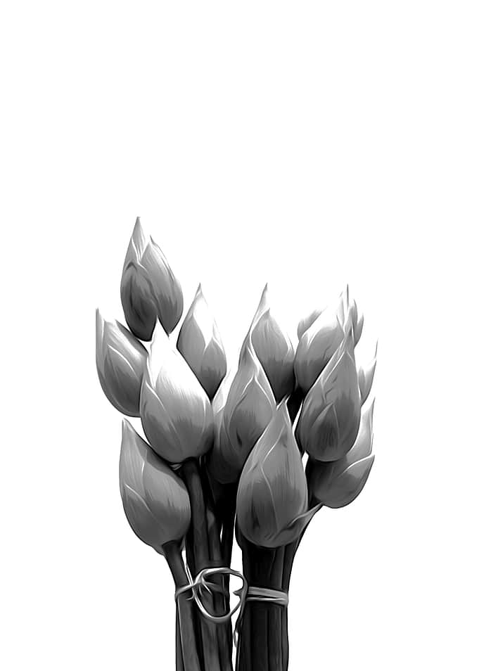 Black and White Lotus Buds