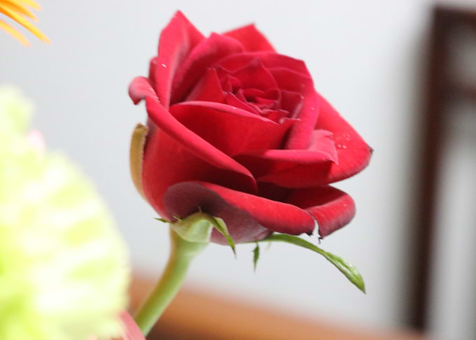 Red Rose