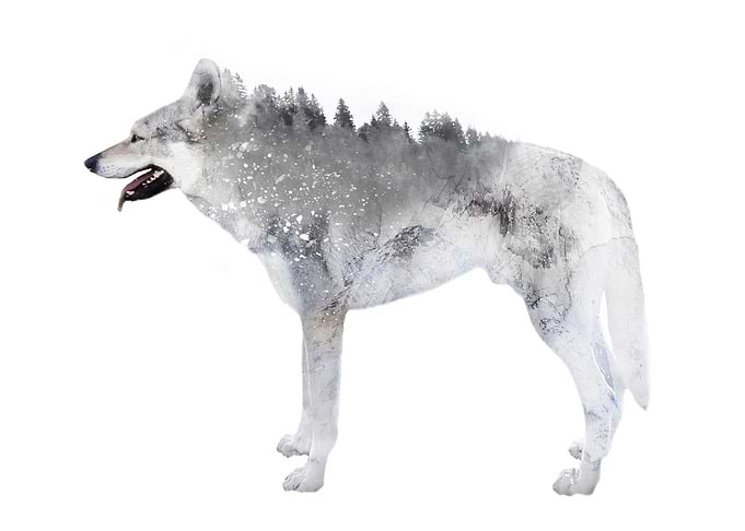 Winter Wolf