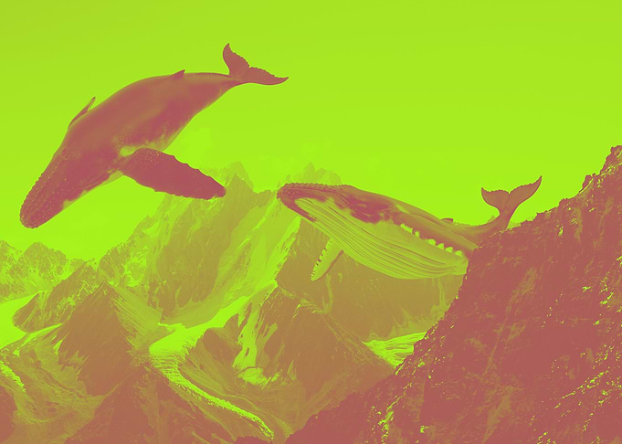 flying whales