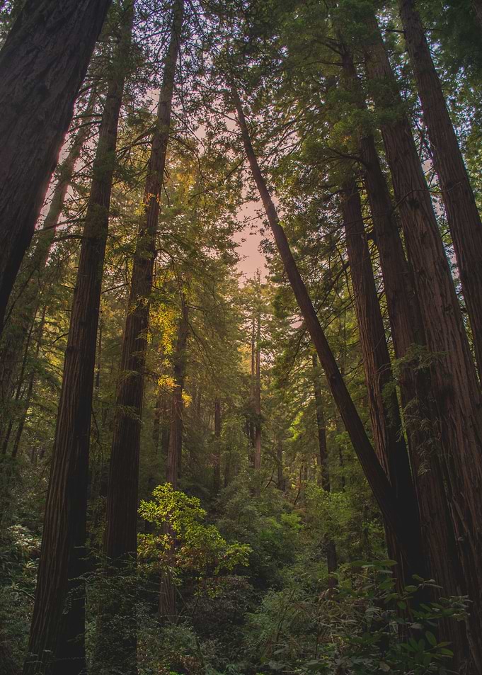 Tree mood