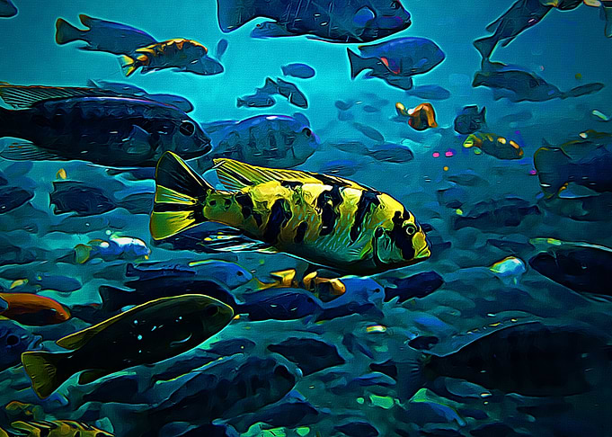 Mbuna Swarm