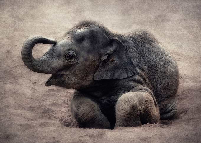 little elephant