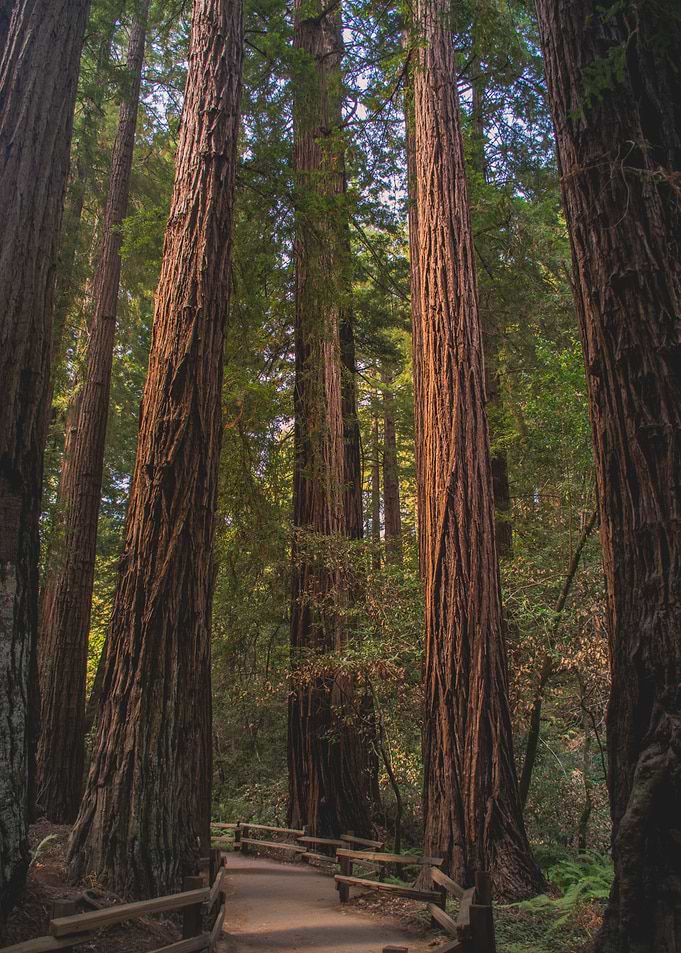 Narrow trees