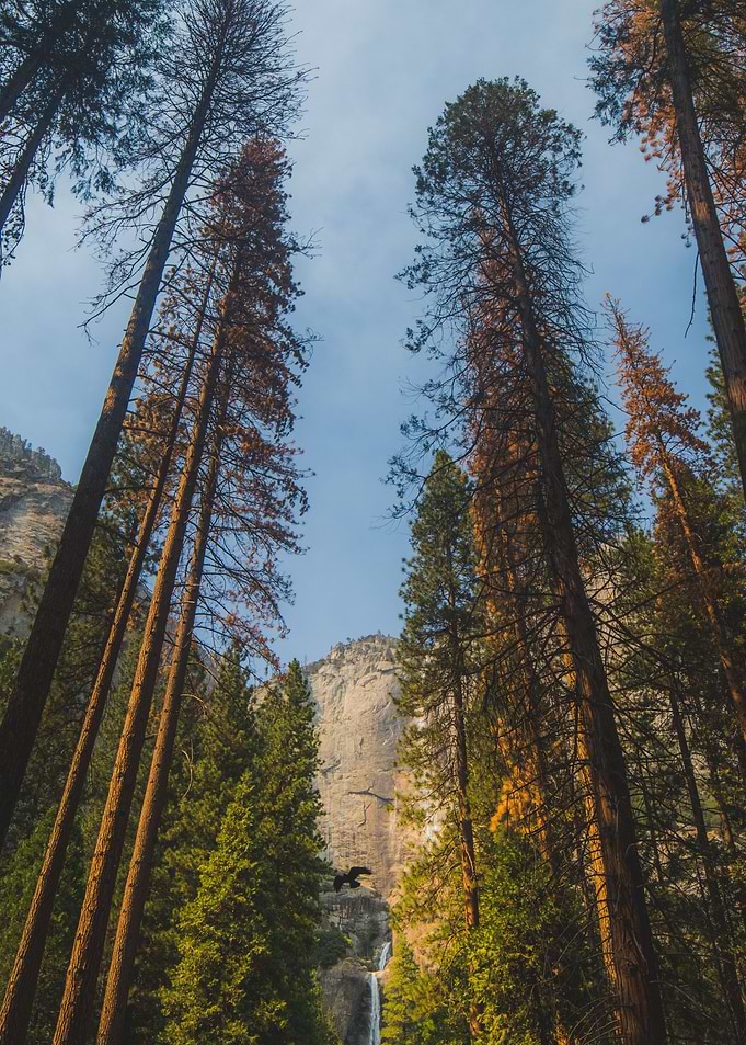 Yosemite trees