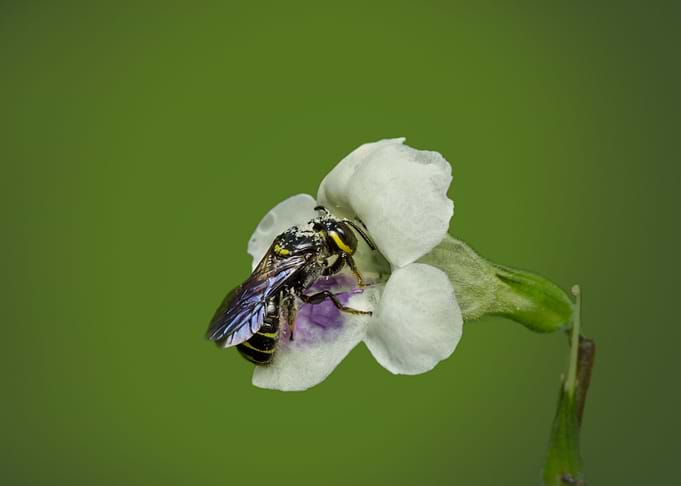 Bee and Flower