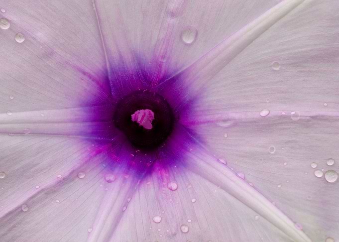 Close Up Flower