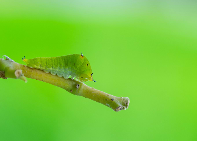 Caterpillar