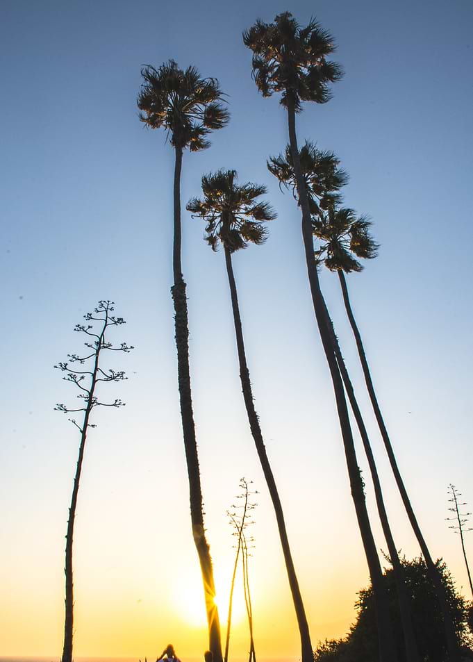 Palms tree