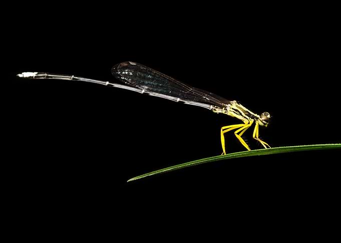 Damselfly