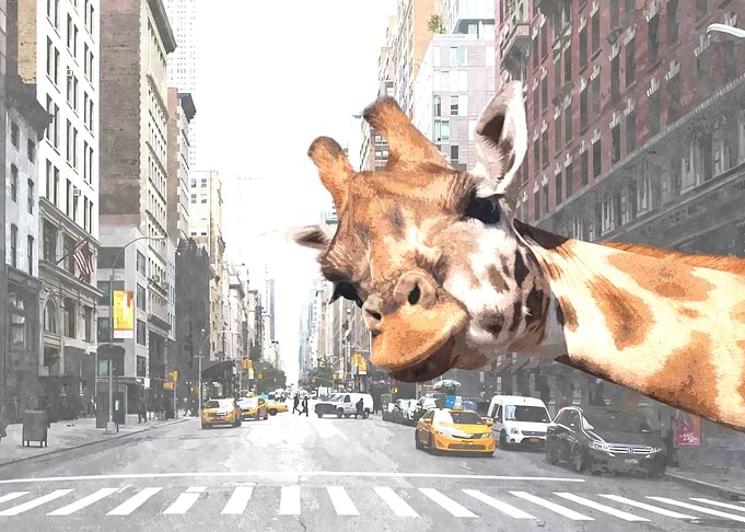 Selfie Giraffe in NYC