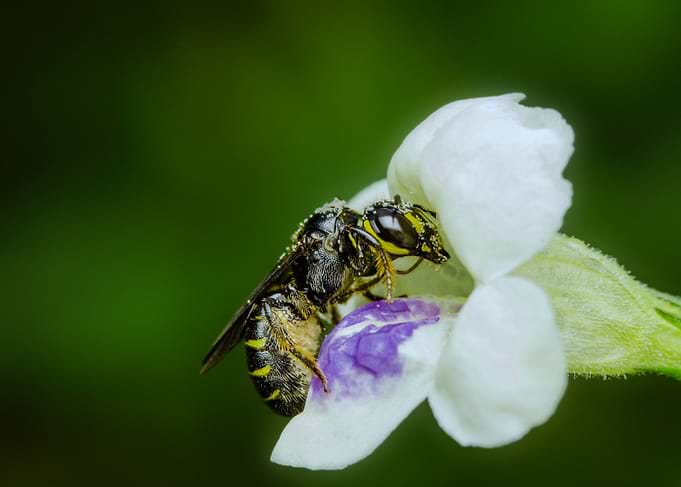 Bee and Flower