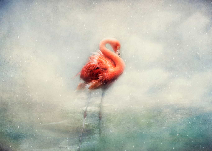 winter flamingo