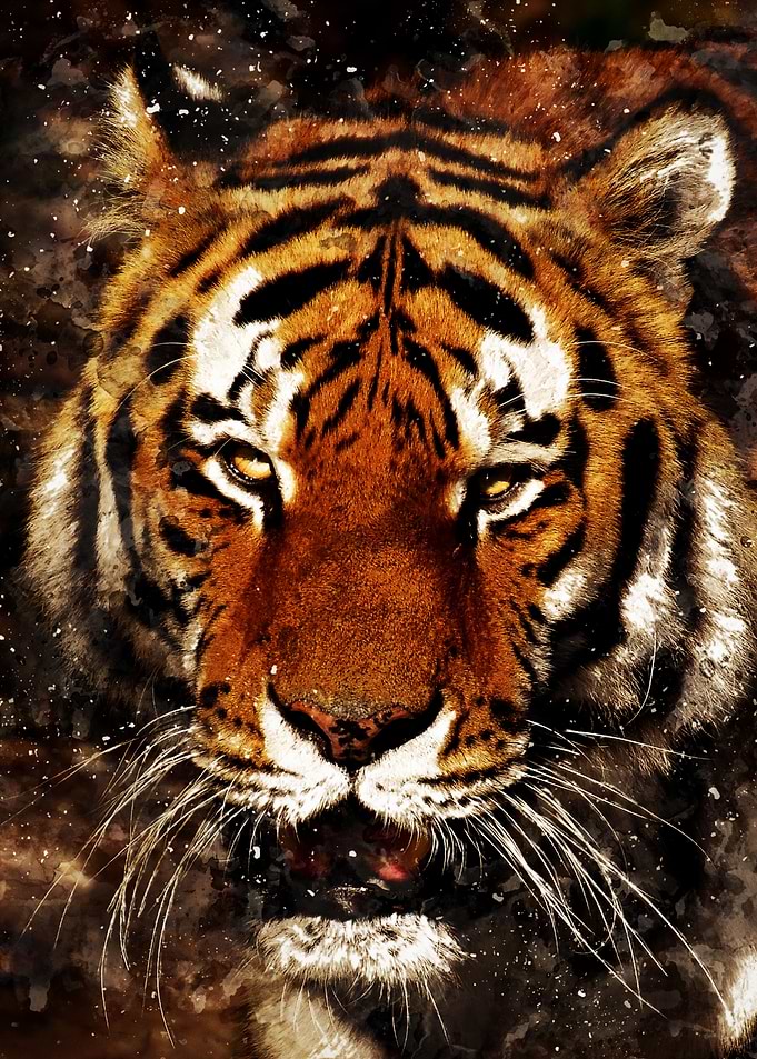Tiger 6