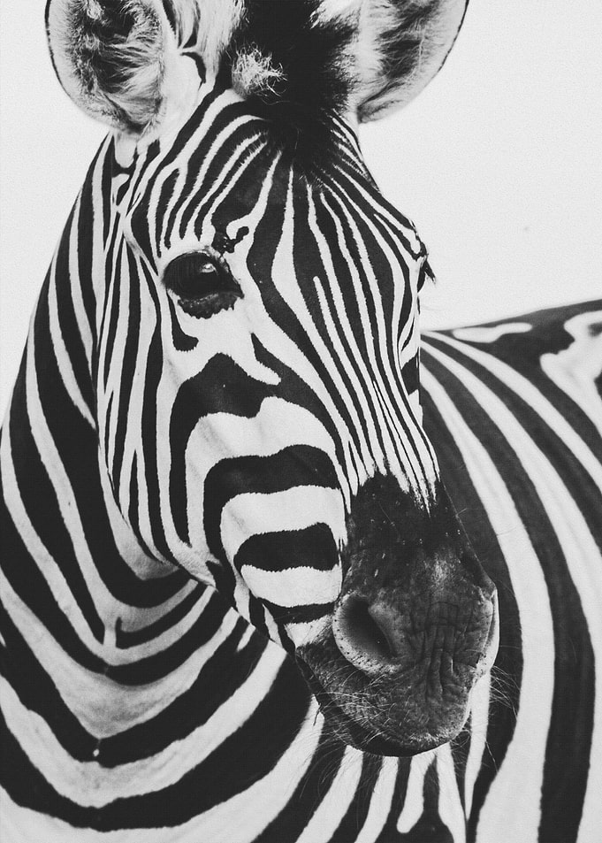 Zebra Crossing
