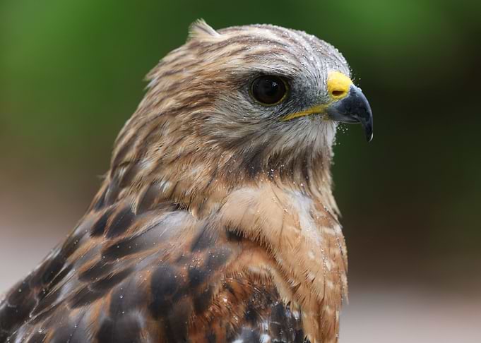Red Hawk
