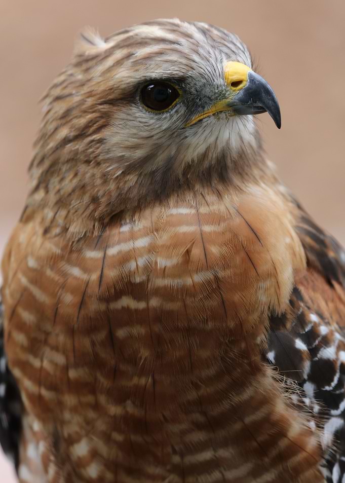 Hawk