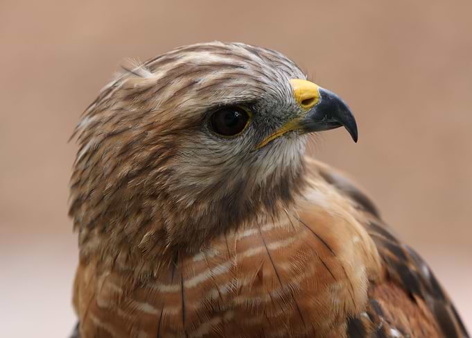 Hawk